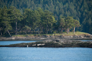 Harbor seals safe on land after orcas pass