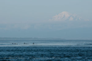 Transient Orcas with Mt Baker