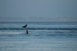 Orca headstand