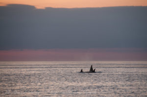 Whales in the sunset