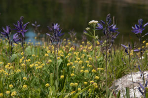 Blue Camas Patos Island
