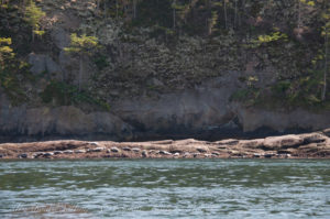 Harbor Seals Skipjack Island