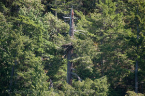 Eagle Nest