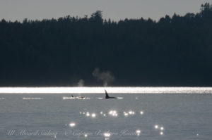 Orca