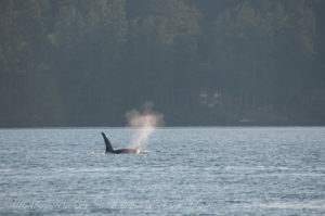 Orca