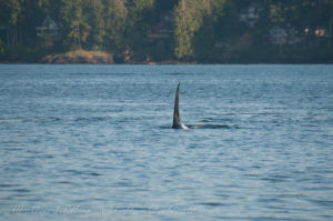 Orca passing Friday Harbor
