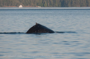 Humpback San Juan Channel