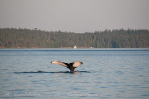 Humpback San Juan Channel