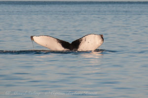 Humpback San Juan Channel