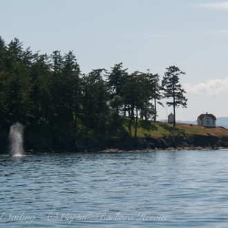 Humpback Whale at Lovers Leap