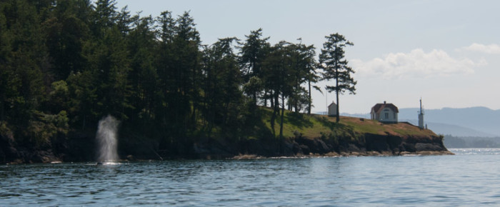 Humpback Whale at Lovers Leap
