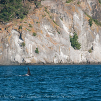 Transient Orcas T124As and T100s pass each other at Turn Point Lighthouse
