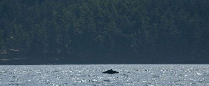Humpback whale “Chinook” San Juan Islands