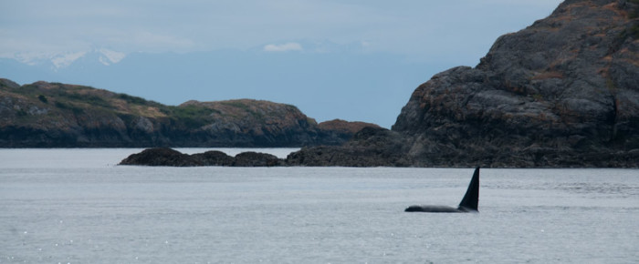 Sailing with the T49As around Lopez Island