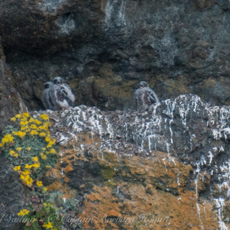 Humpbacks and Orcas , Peregrine Falcon chicks and Eagles