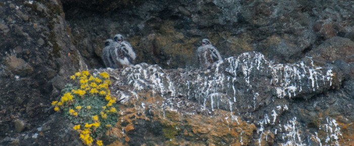 Humpbacks and Orcas , Peregrine Falcon chicks and Eagles
