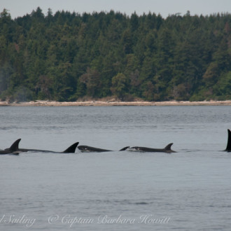 Sailing with the T77s to Saltspring Island