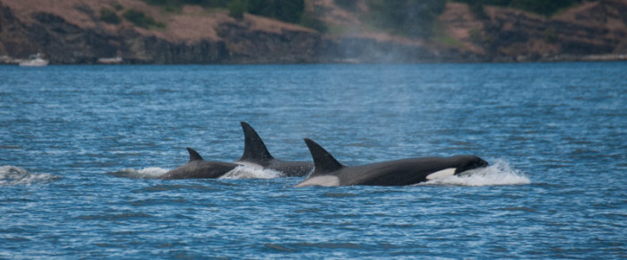 Sailing with Whales