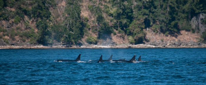 Welcome home Southern Resident Killer Whales (J’s and L’s)