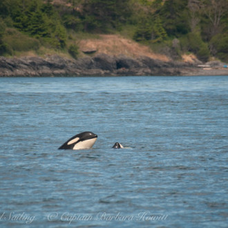 Circumnavigated San Juan Island and a visit with J Pod