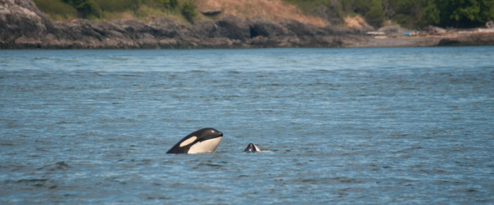 Circumnavigated San Juan Island and a visit with J Pod