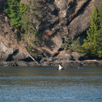 Sailing North with Resident Orcas to Turn Point Lighthouse