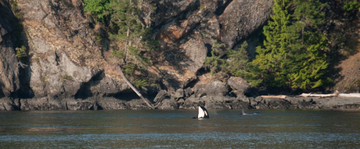 Sailing North with Resident Orcas to Turn Point Lighthouse