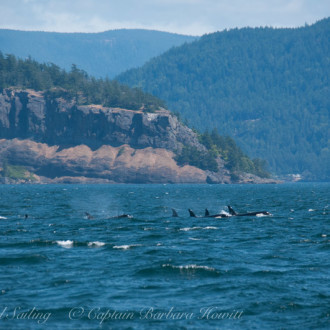 T65As and L pod, Transient and Southern Resident Orcas