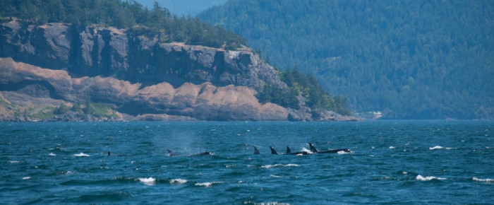 T65As and L pod, Transient and Southern Resident Orcas T65As and L pod, Transient and Southern Resident Orcas
