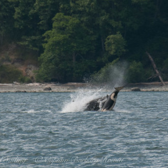 Sailing with Transient (Biggs) Orcas the T65As and T49As