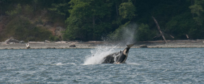 Sailing with Transient (Biggs) Orcas the T65As and T49As Sailing with Transient (Biggs) Orcas the T65As and T49As
