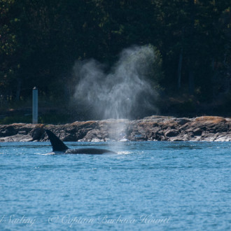 Transient /Biggs Orcas, the T137s, take Pole Pass