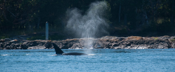 Transient /Biggs Orcas, the T137s, take Pole Pass