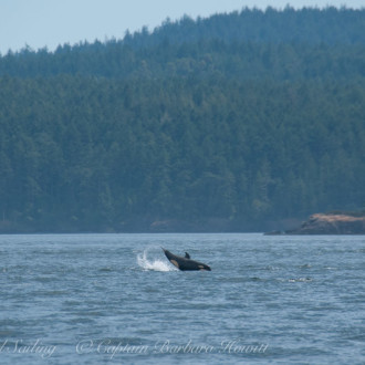 Goose-winged sail with Transient/Biggs Orcas