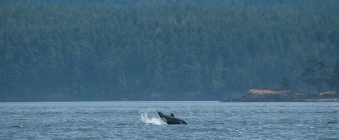 Goose-winged sail with Transient/Biggs Orcas
