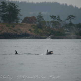 3 generations -The T124As and A2s Transient Orca whales