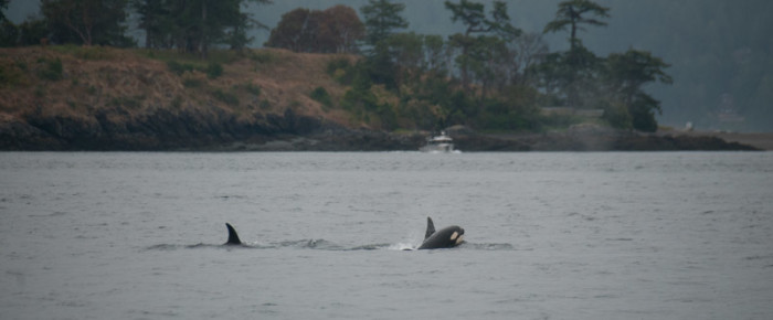 3 generations -The T124As and A2s Transient Orca whales 3 generations -The T124As and A2s Transient Orca whales