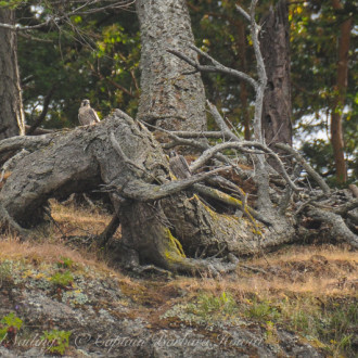 Two Peregrine Falcons