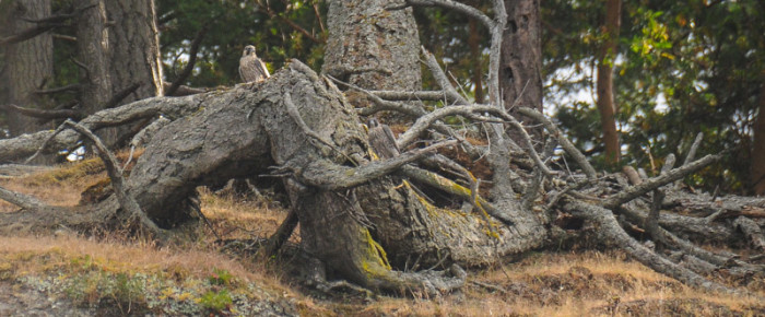 Two Peregrine Falcons