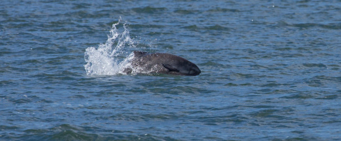 Morning half day sail with porpoising porpoises and harbor seal pups Morning half day sail with porpoising porpoises and harbor seal pups