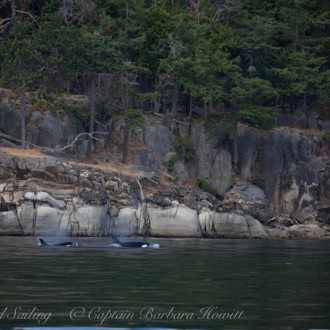 Sailing with T124A Biggs Orcas to Java Rocks, Saturna Island