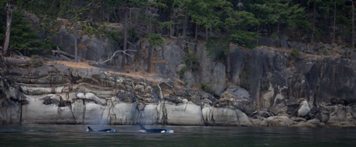 Sailing with T124A Biggs Orcas to Java Rocks, Saturna Island