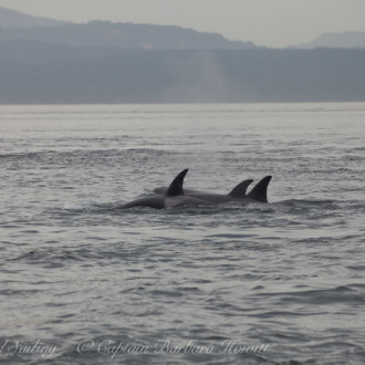 Sailing with Biggs Orcas T124As and A2s with T36As in misty rain North of Turn Point