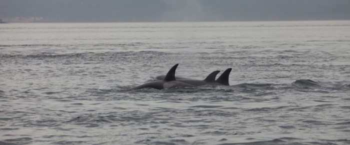 Sailing with Biggs Orcas T124As and A2s with T36As in misty rain North of Turn Point