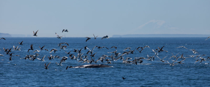 Half Day sail with feeding Minke Whale off Salmon Bank