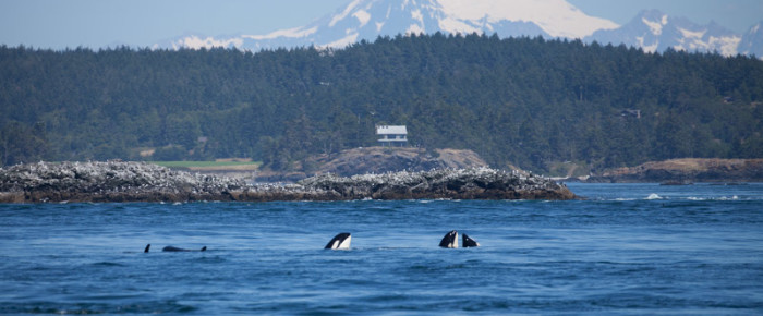Js and Ks come in through Cattle Pass to Friday Harbor and beyond