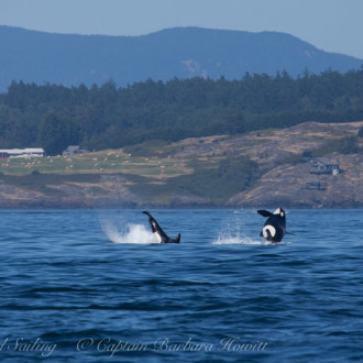 Breach Fest of Southern Resident Orcas on Westside San Juan Island