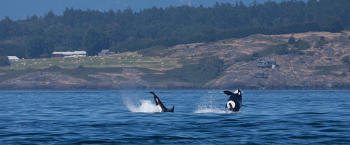 Breach Fest of Southern Resident Orcas on Westside San Juan Island