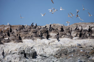 Cormorant Colony of Goose Island