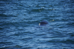 Orca beneath the surface
